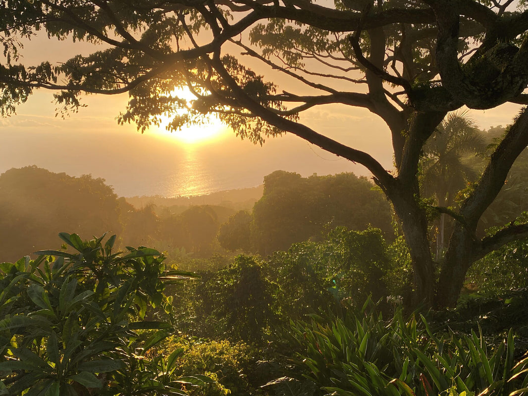 image 100% Pure Kona