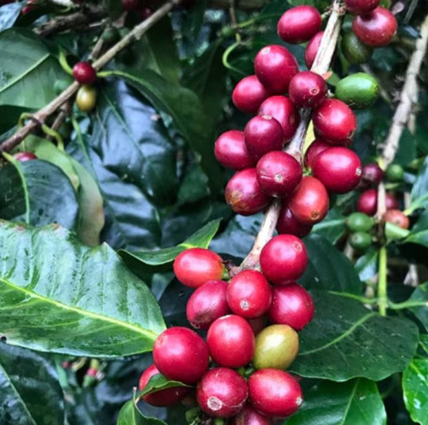 image Nicaraguan La Bastilla